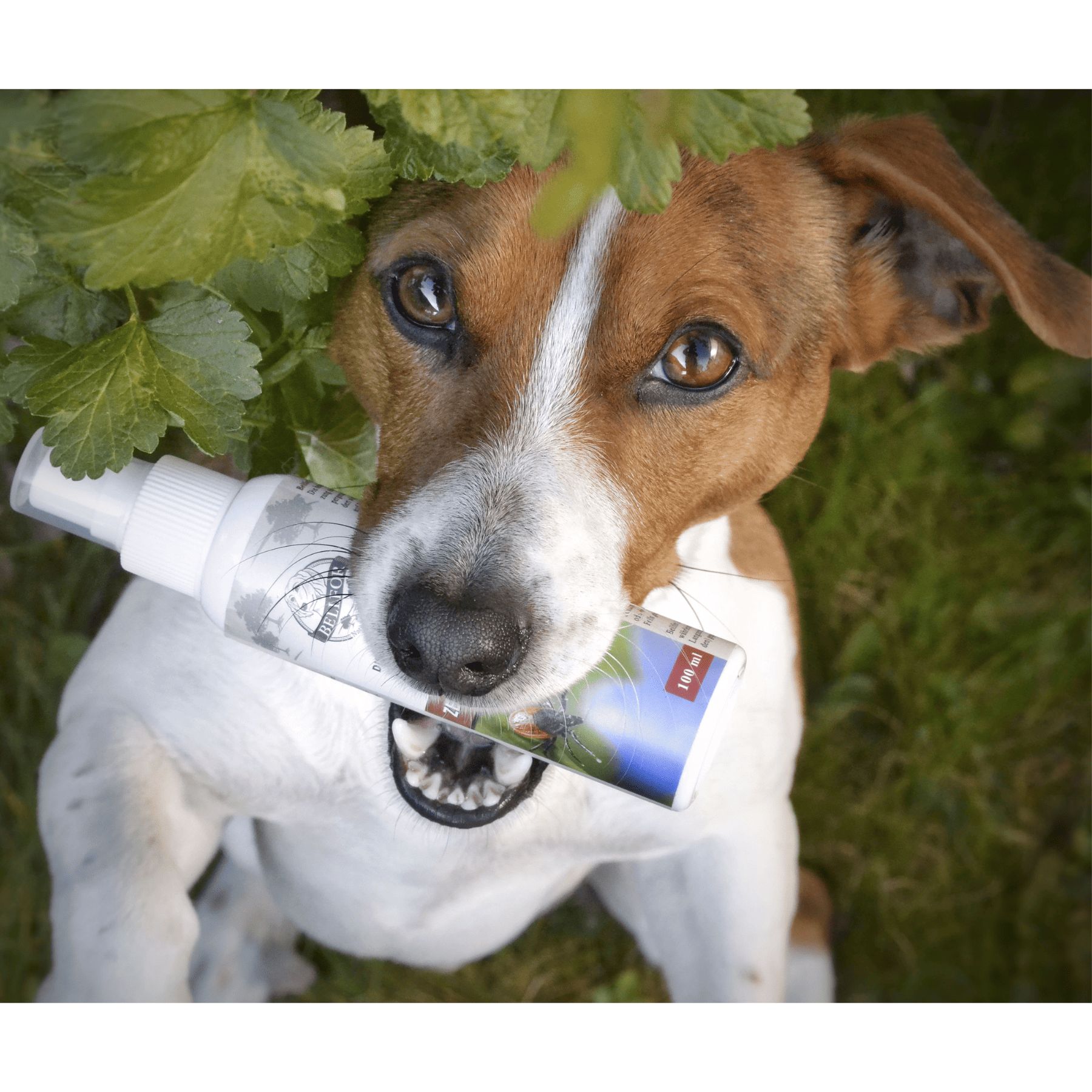 Bellfor ZEComplete natürliches Spray für Hunde Zeckenmittel für Hunde