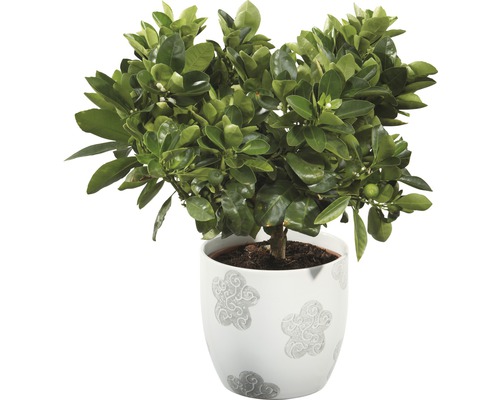 Orange FloraSelf Citrus calamondin H 20-30 cm Ø 15 cm pot
