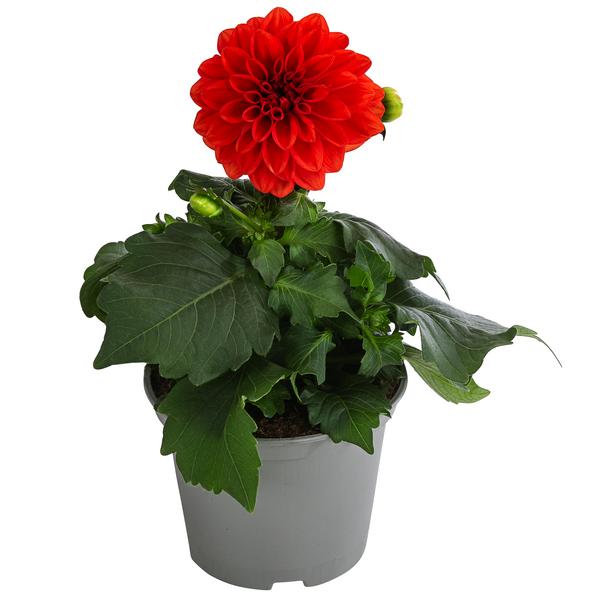 Zwergdahlie, verschiedene Farben