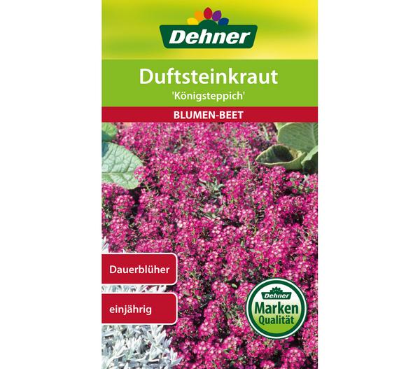 Dehner Samen Duftsteinkraut 'Königsteppich'