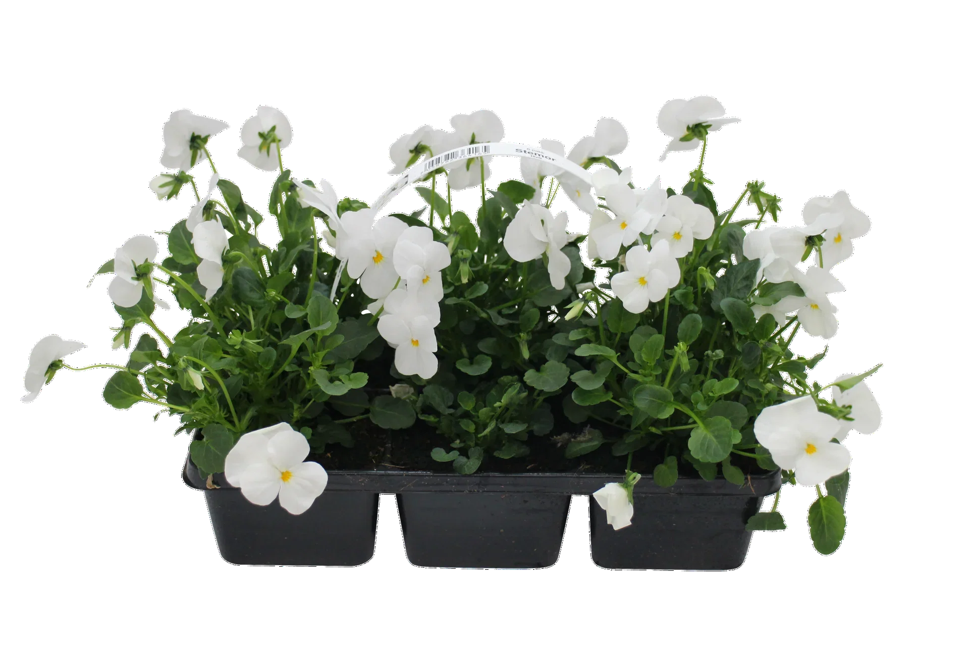 Viola x wittrockiana Stemor småblomstret 6 pk