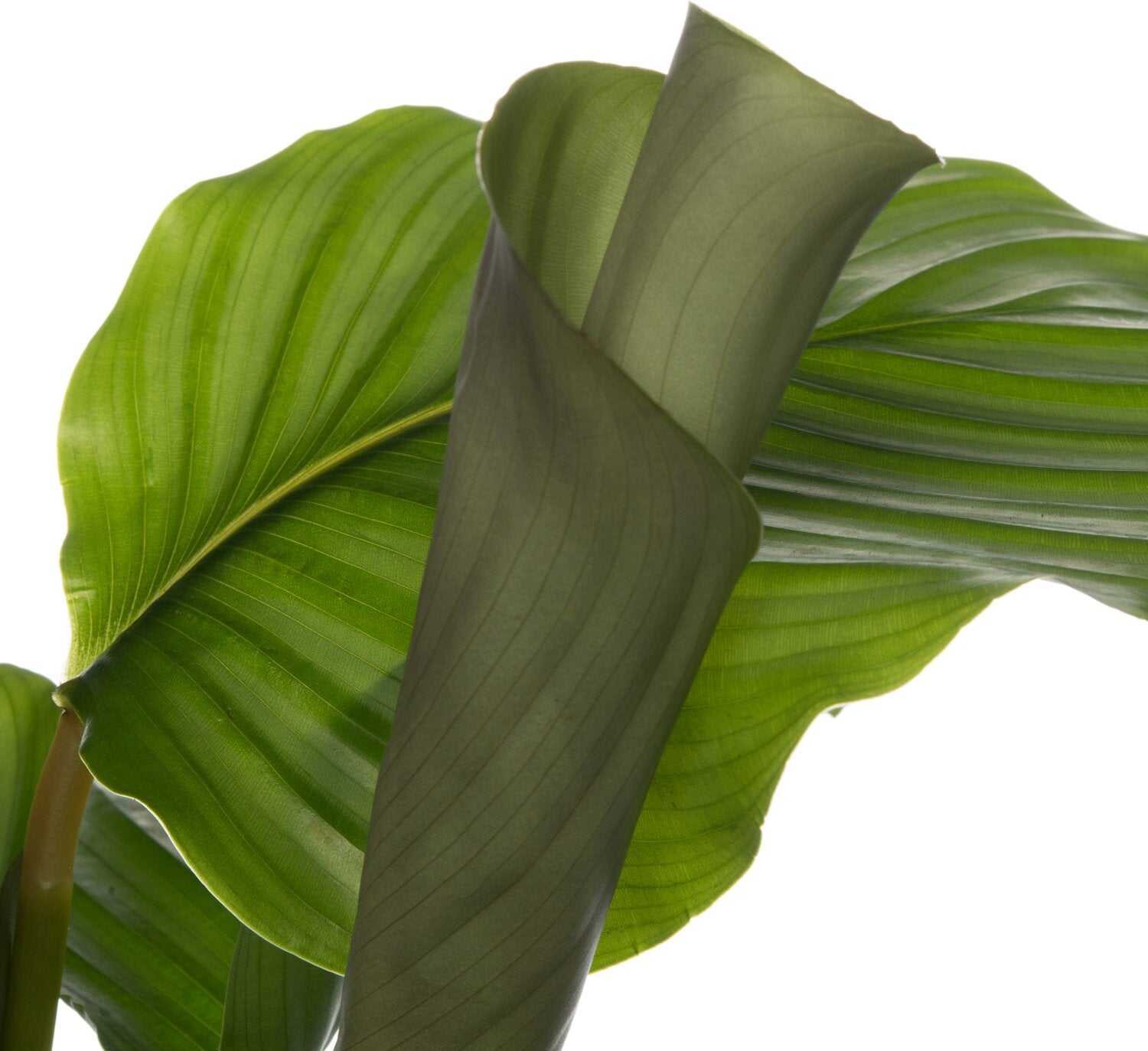 Calathea (Calathea orbifolia) D 14 H 50 cm