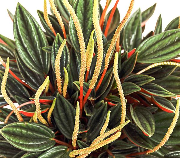 Peperomien-Set - Peperomia cultivars, 3-teilig