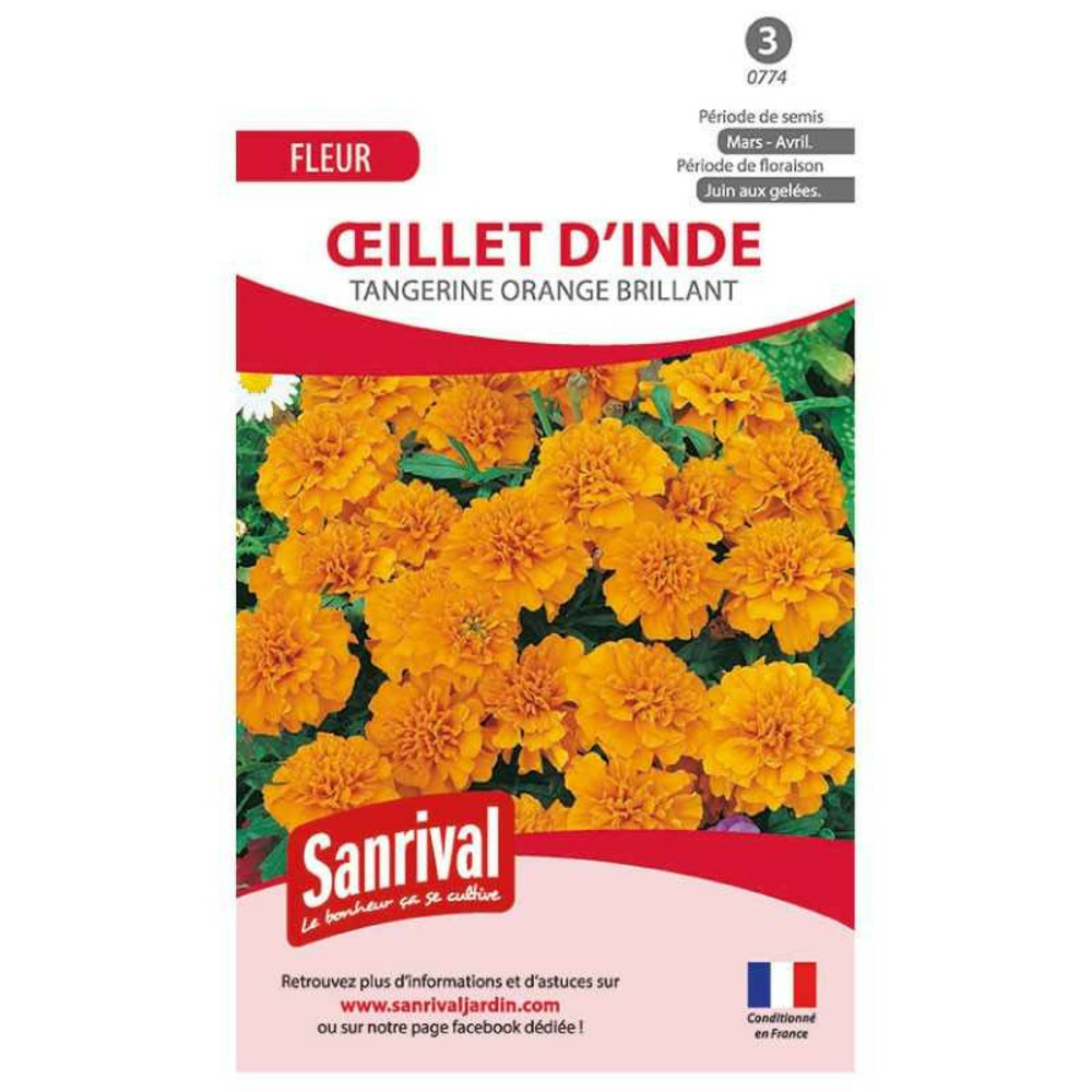 Graines œillet inde double nain tangeri