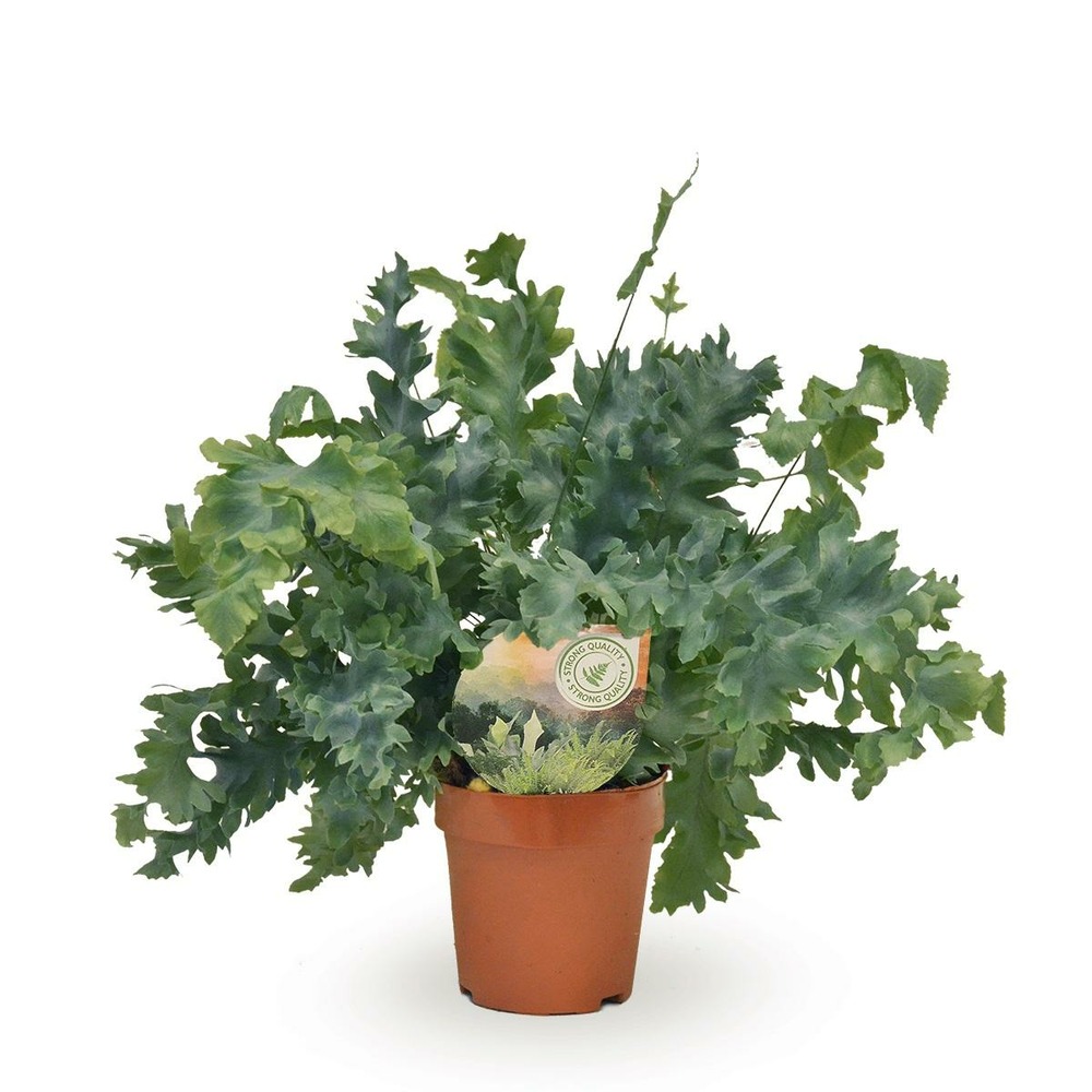 Plante d'intérieur - phlebodium davana 35.0cm
