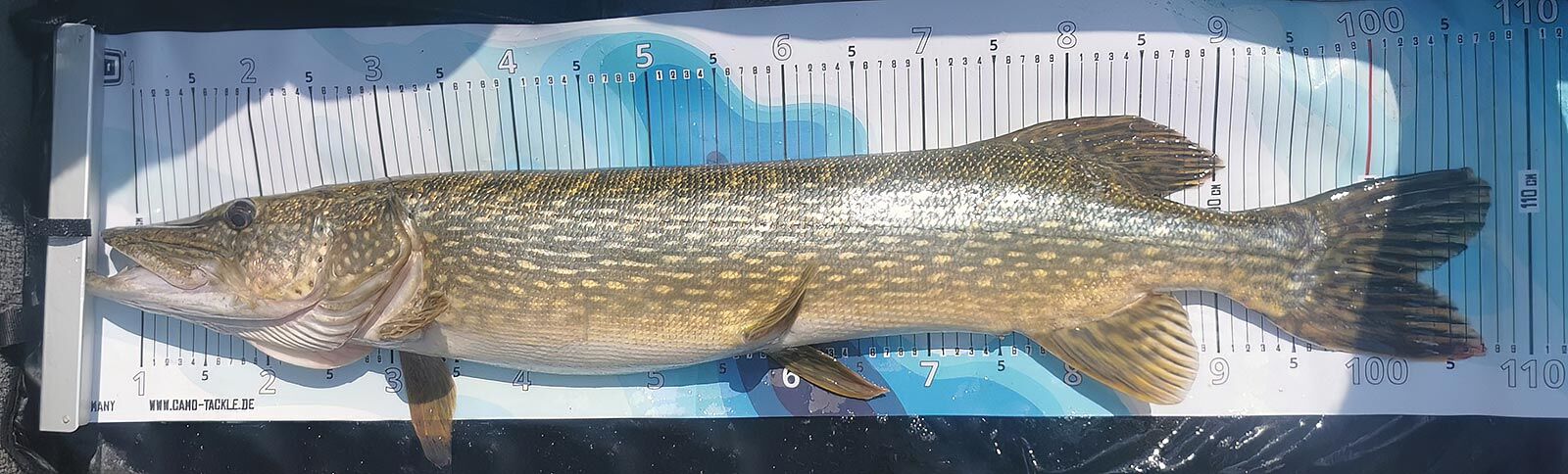 CAMO Lures Fisch-Maßband 145 cm x 30 cm mit Anschlag