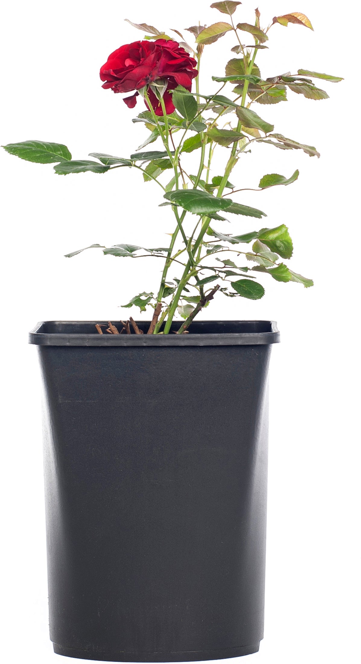 Klimroos (Rosa 'Santana') D 19 H 70 cm