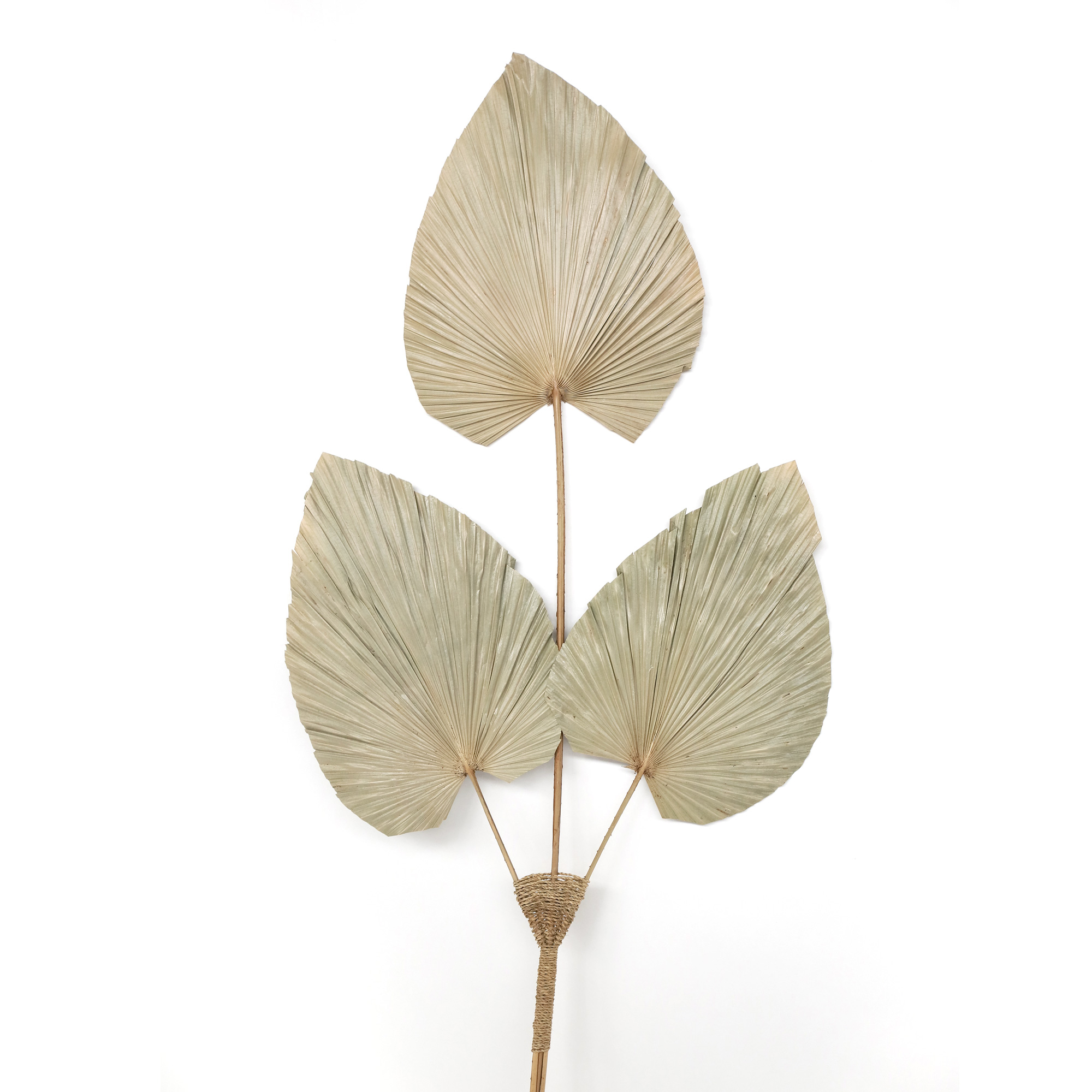Palmenblatt-Trio, natur, H 120 cm, B 55 cm von fischer's lagerhaus