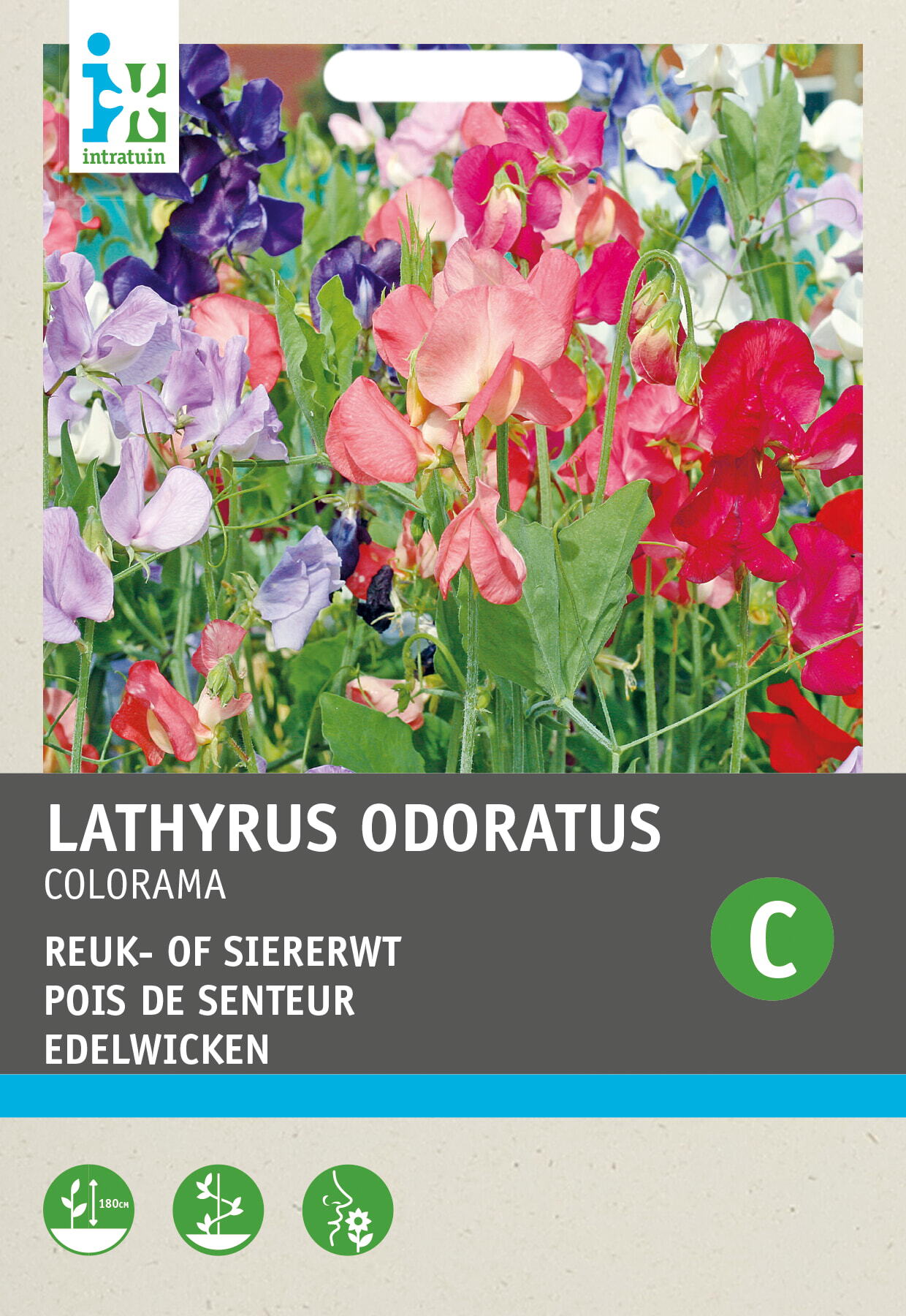 Intratuin bloemenzaad Siererwt gemengd (Lathyrus odoratus 'Colorama')