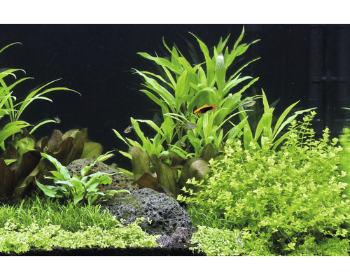 Parelmoer - Micranthemum umbrosum