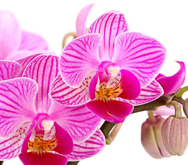 Schmetterlingsorchidee - Phalaenopsis 'Aqua