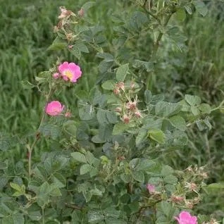 Wilde Roos (Rosa rubiginosa) H 60 cm vanaf 10 stuks