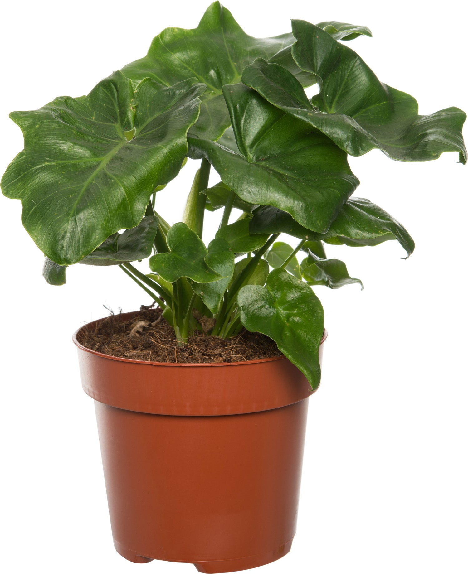 Philodendron (Philodendron selloum 'Atom') D 12 H 25 cm