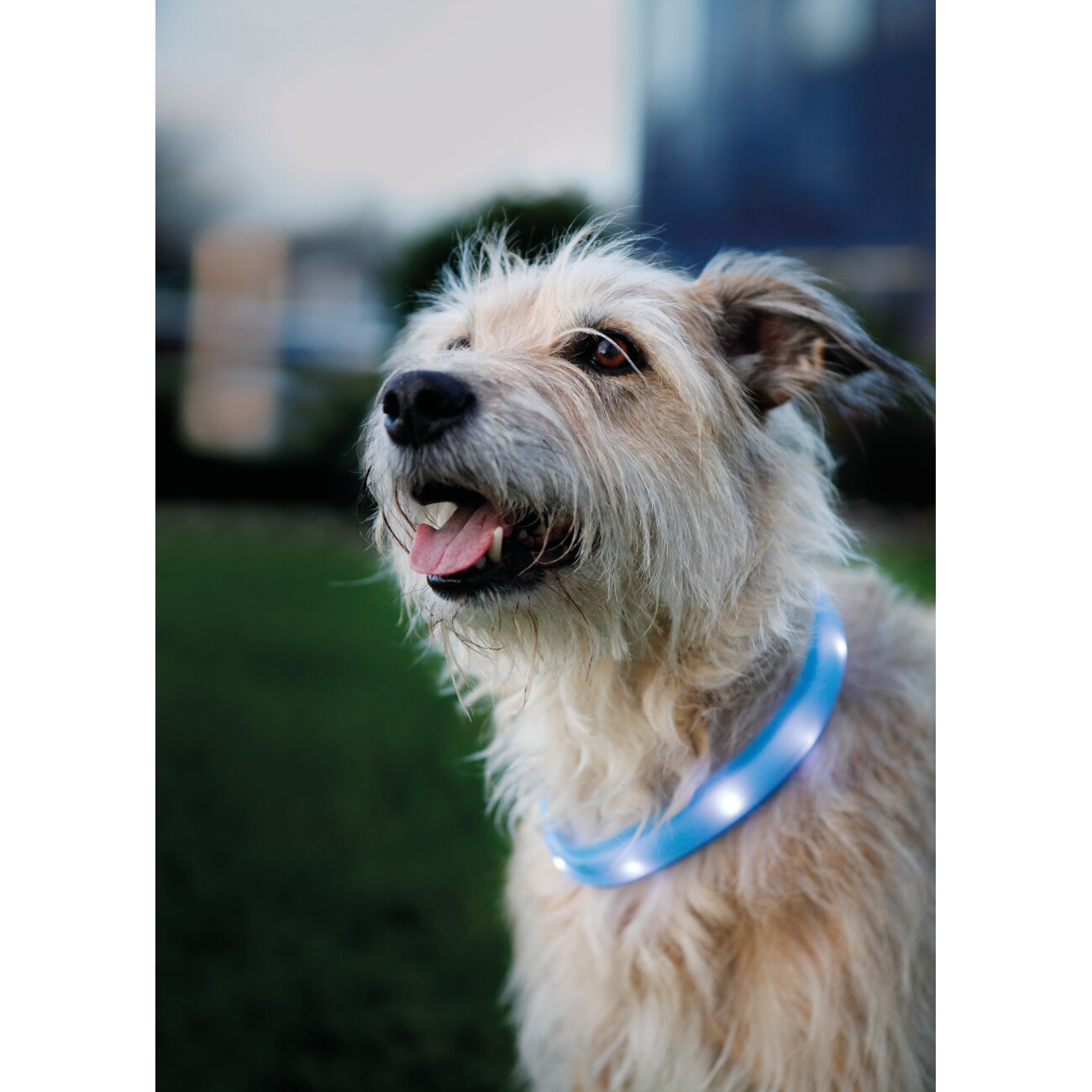 Trixie Flash Leuchtband USB Silikon grün M-L