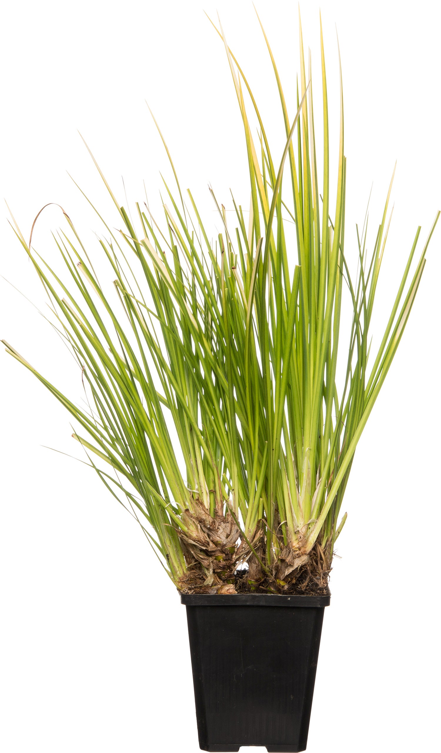 Kalmoes (Acorus gramineus 'Ogon') D 9 H 20 cm
