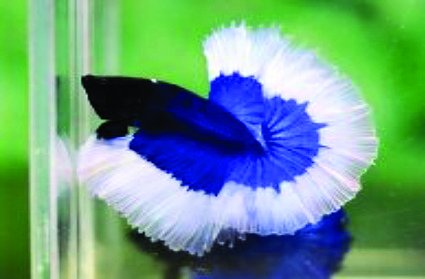 Hikari Betta Biogold 20 gram | Aquariumvoer