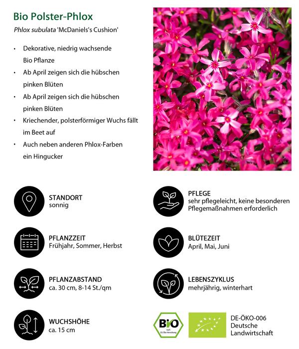 Bio Polster-Phlox 'McDaniel's Cushion'