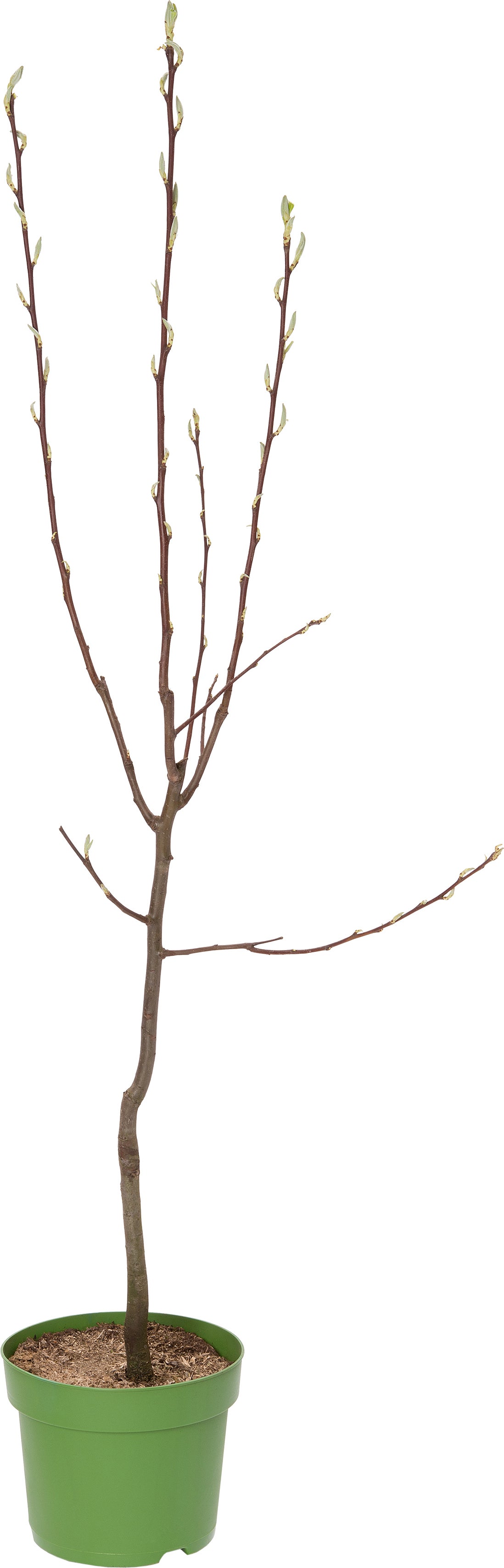 Biologische Bewaarpeer (Pyrus communis 'Charneux') D 26 H 150 cm