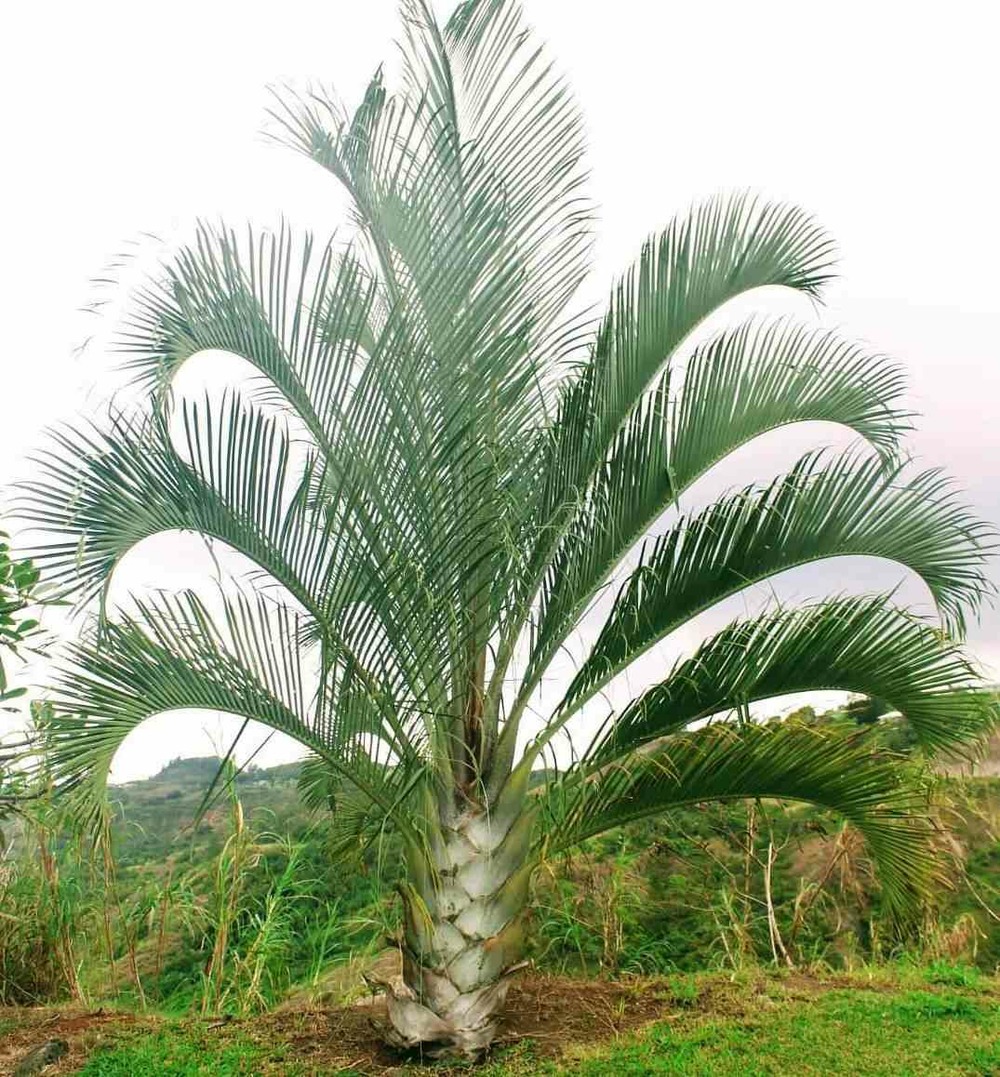 Dypsis decaryi (palmier trièdre) vert - taille pot de 80l - 150/175cm