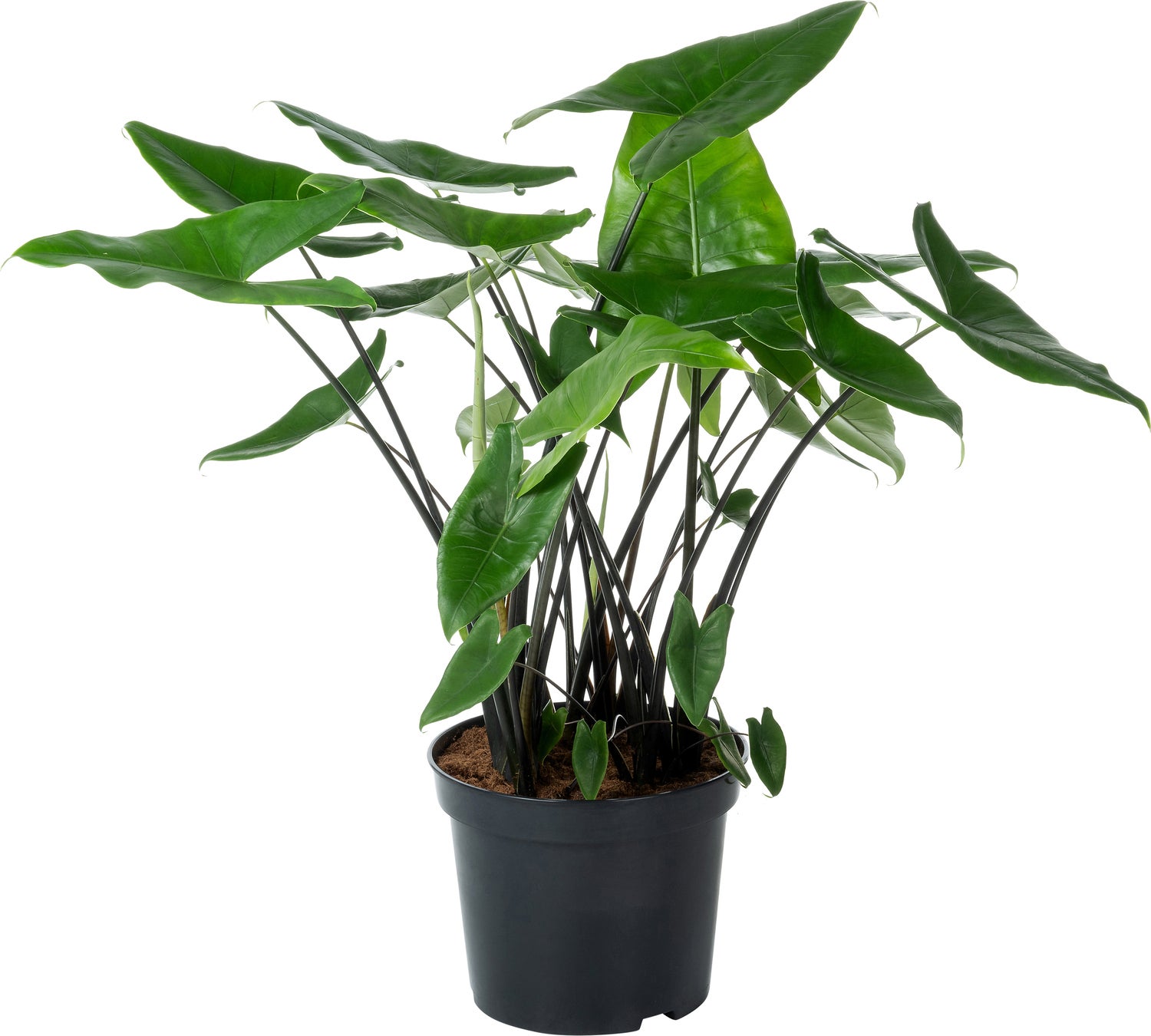 Olifantsoor (Alocasia 'Black zebrina') D 40 H 100 cm
