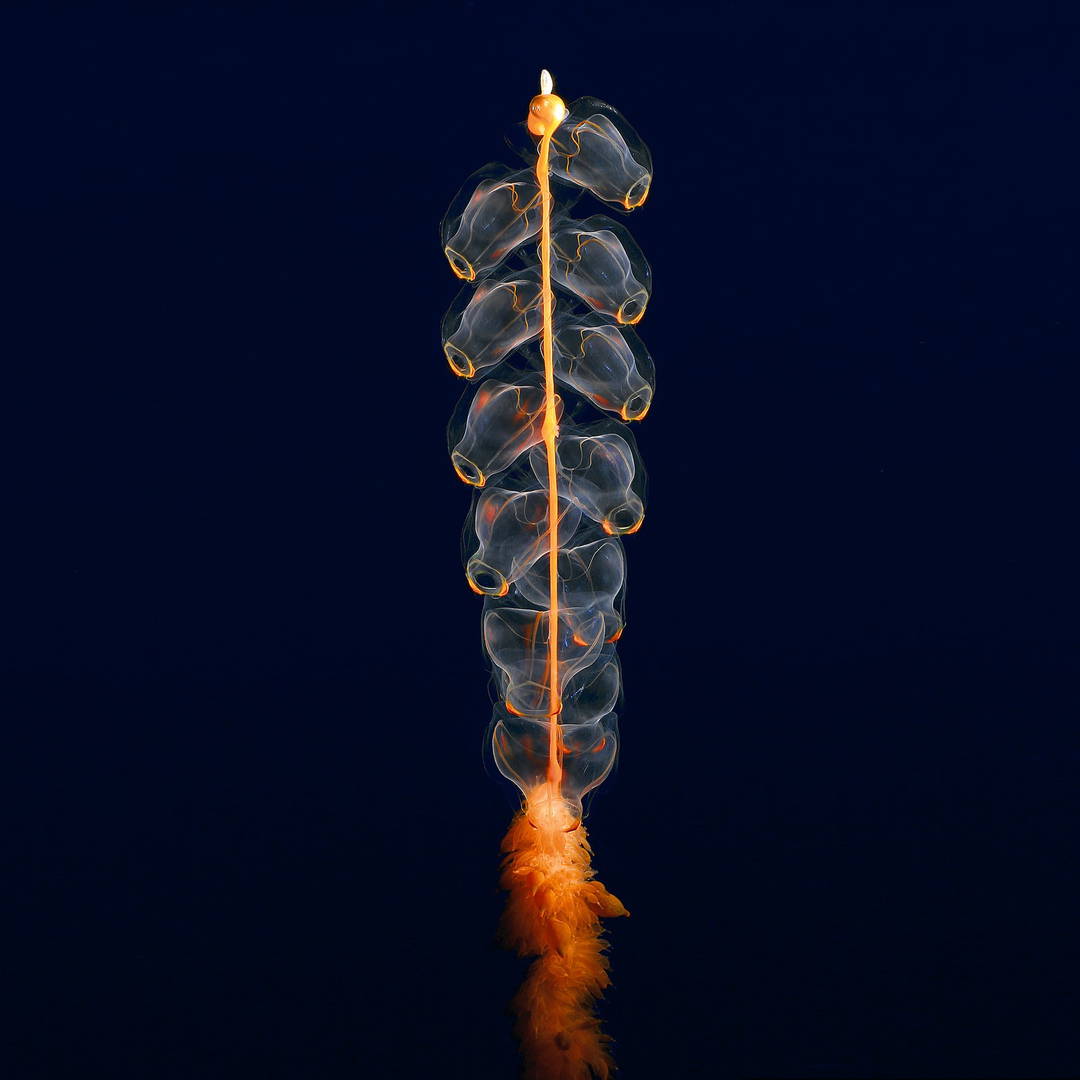 Hidden ocean 8 Marrus orthocanna by Kevin Raskoff - Limited Edition. Edition of: 150. Signed.