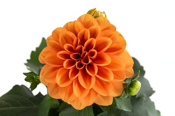 Zwergdahlie, verschiedene Farben