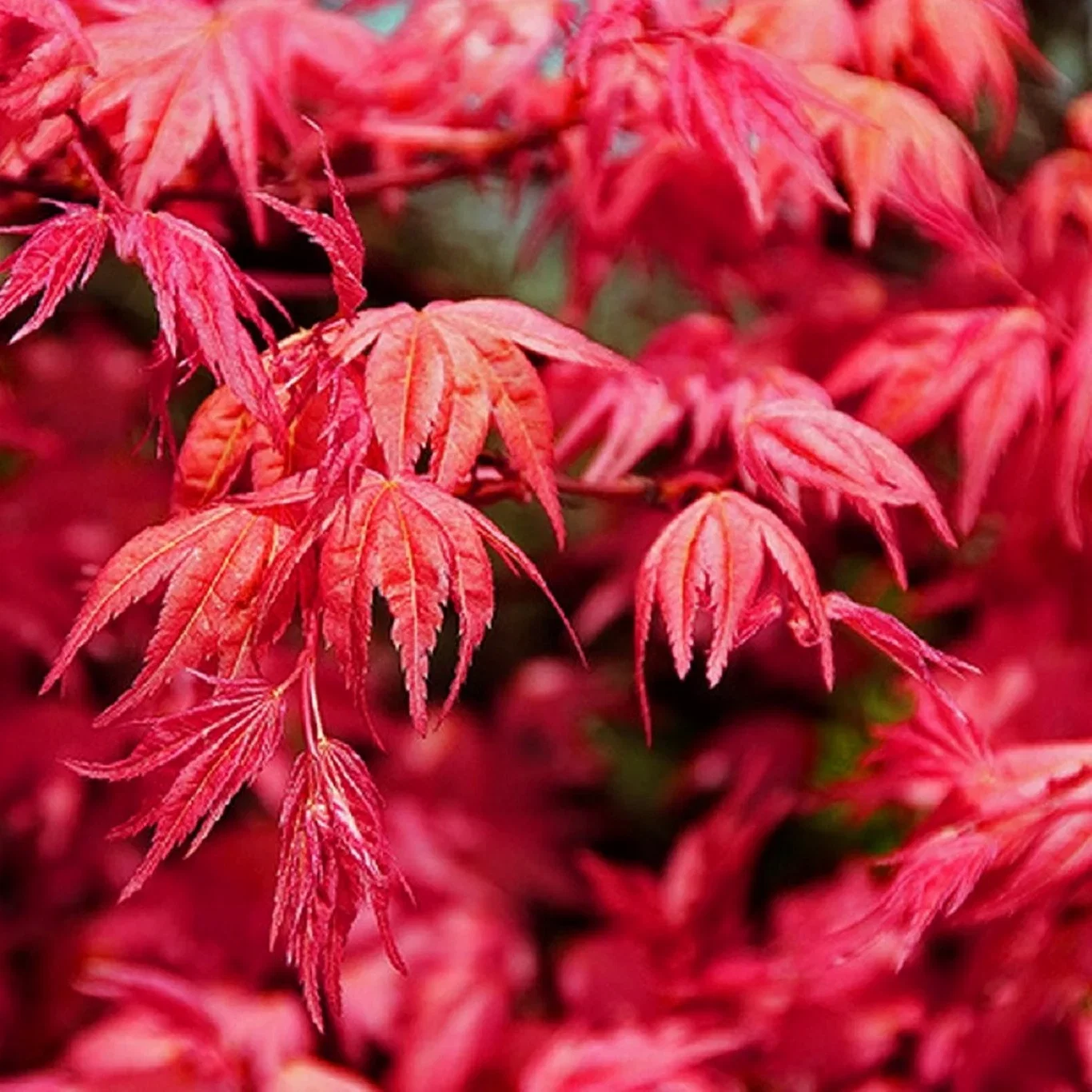 Acer palmatum 'Beni-maiko' Japansk lønn 'Beni-maiko' Høyde 175-200 cm