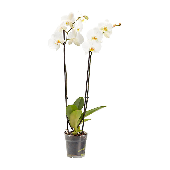 Orchidée papillon 2 tiges, 12cm, Assortiment