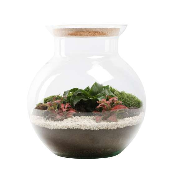 TERRA VIVANT - Havana L Pay-(870800)