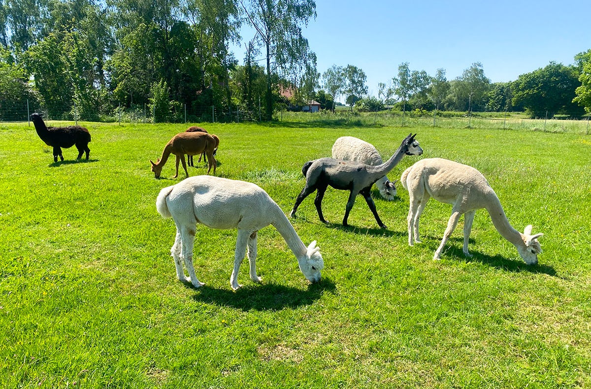 Alpaka Picknick für 2 Petershagen