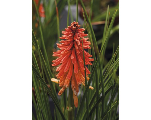 Vaste planten in diverse soorten FloraSelf H 35-45 cm Co 5 L