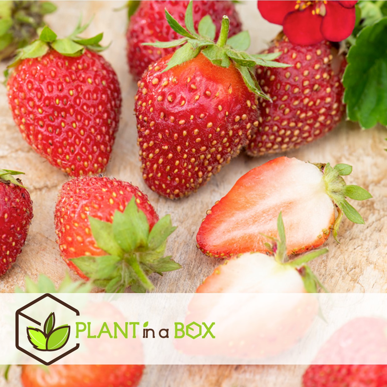 Fragaria summer breeze - mélange de 6 - pot 10.5cm - hauteur 15-25cm