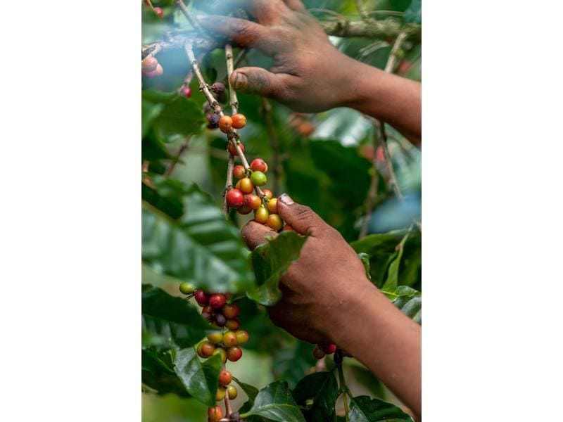 ONESTO Kaffeebohnen Bio Kapitäns Mischung 1 kg Bohnenkaffee aus biologischem Anbau