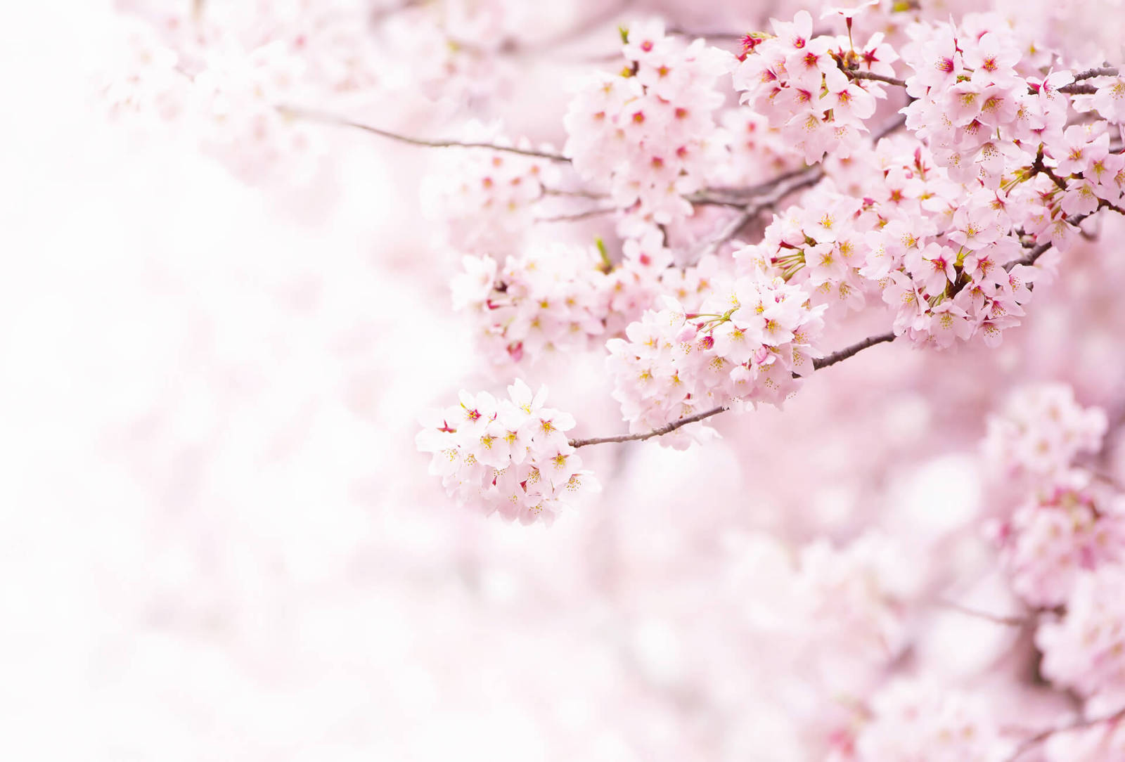 Fototapete DESIGNWALLS 2.0 - rosa-weiß - Kirschblüte - 2,6 Meter