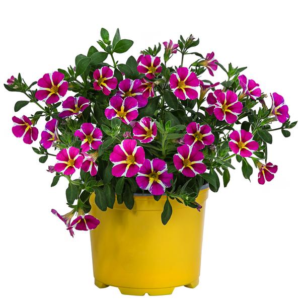 Minihängepetunie 'Pink Star'