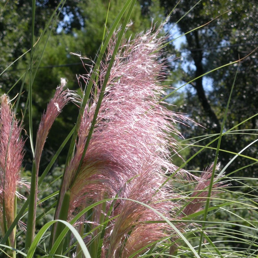 Herbe de la pampa selloana rendalterii/godet - 5/20 cm