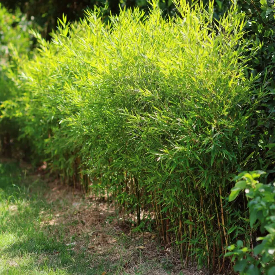 Bamboe - Set van 12 - Fargesia nitida 'Gansu' - Hoogte 50-70cm - ⌀17cm