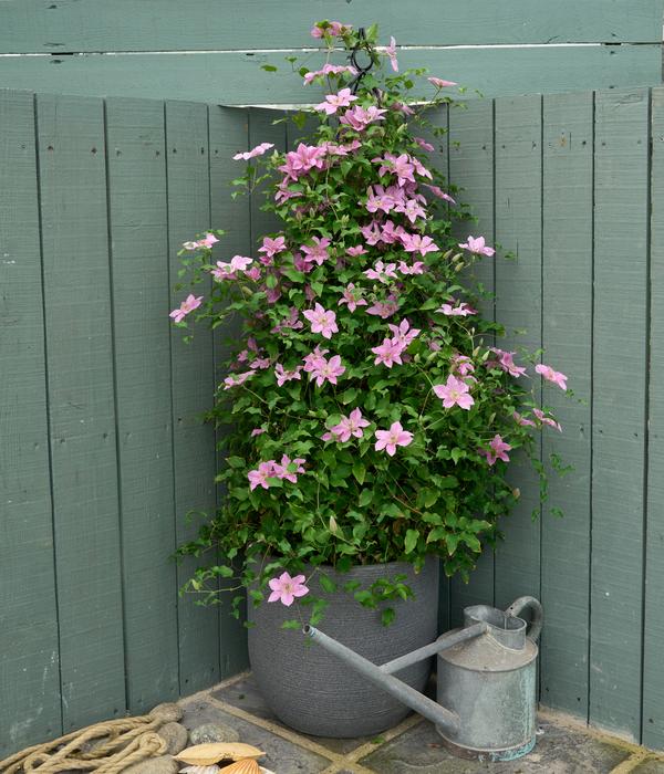 Waldrebe - Clematis 'Bridgewater'