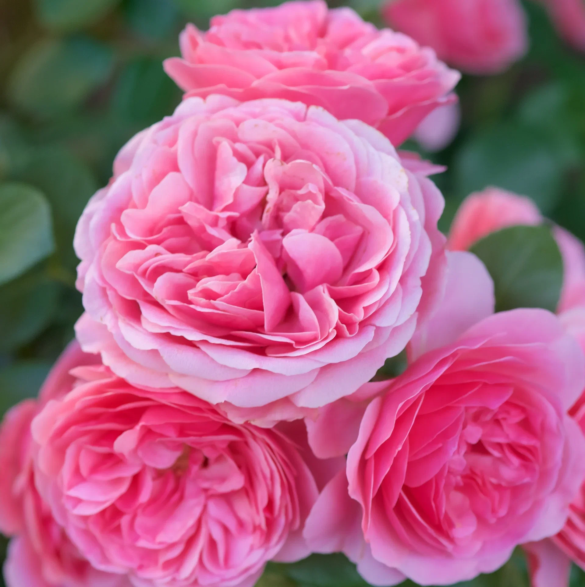 Rosa (Floribunda Group) LEONARDO DA VINCI ('Meideauri') Klaserose LEONARDO DA VINCI Ø21 cm