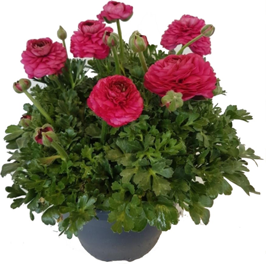 Ranonkel (Ranunculus) D 23 H 20 cm