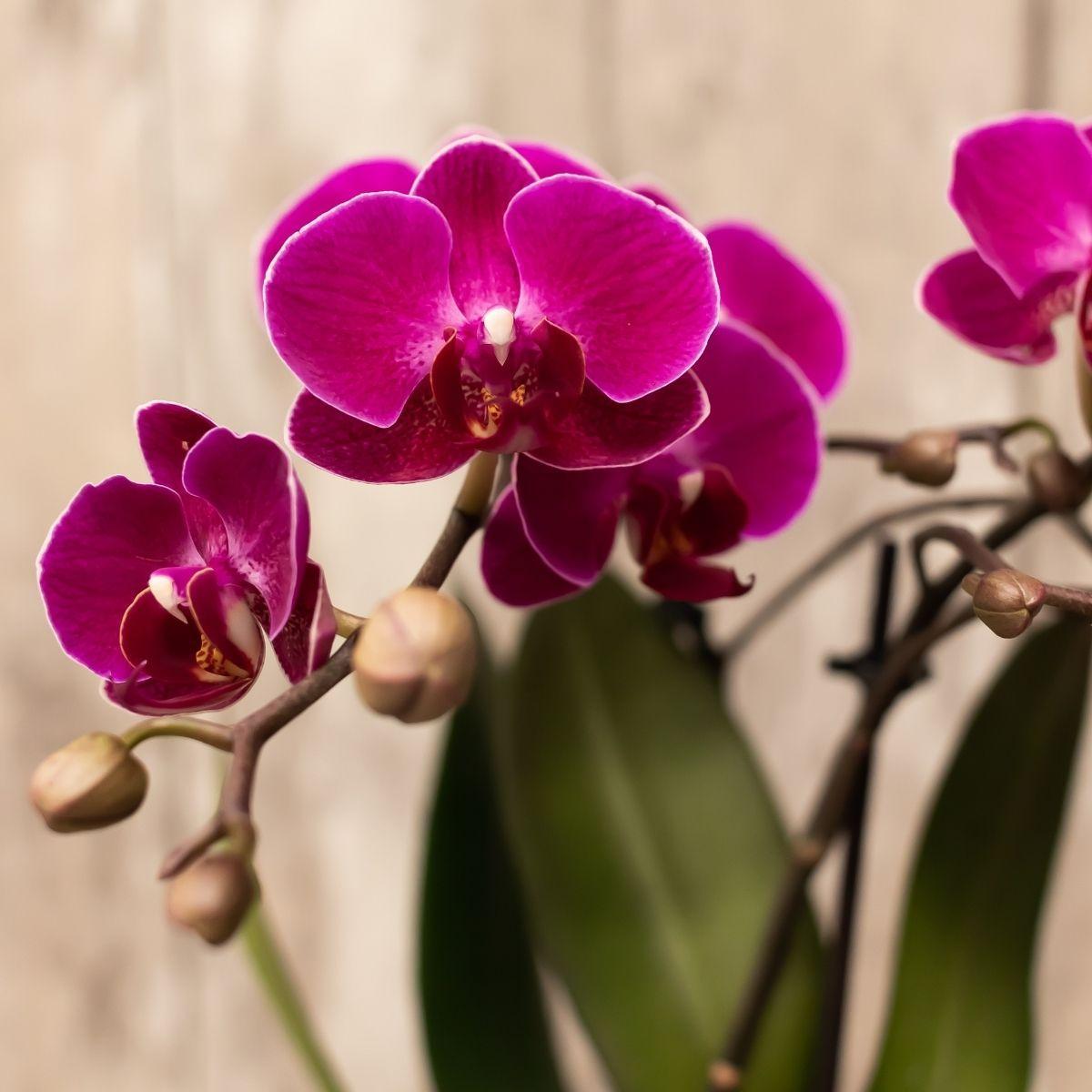 Plante d'intérieur - orchidée violette et son cache-pot gris - h40cm, ø9cm - plante d'intérieur 35cm