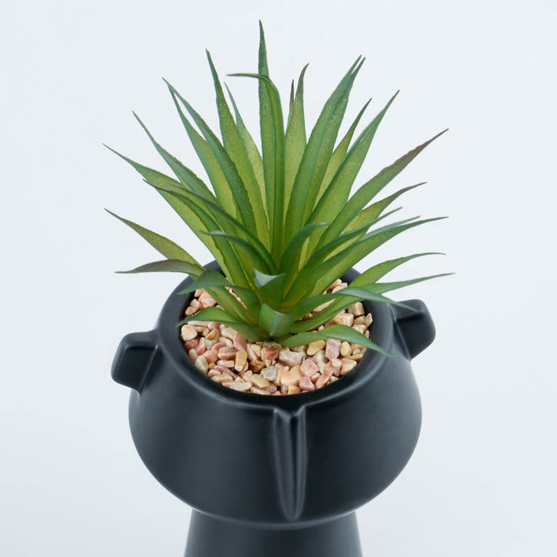 Succulente en pot 'Tonga'