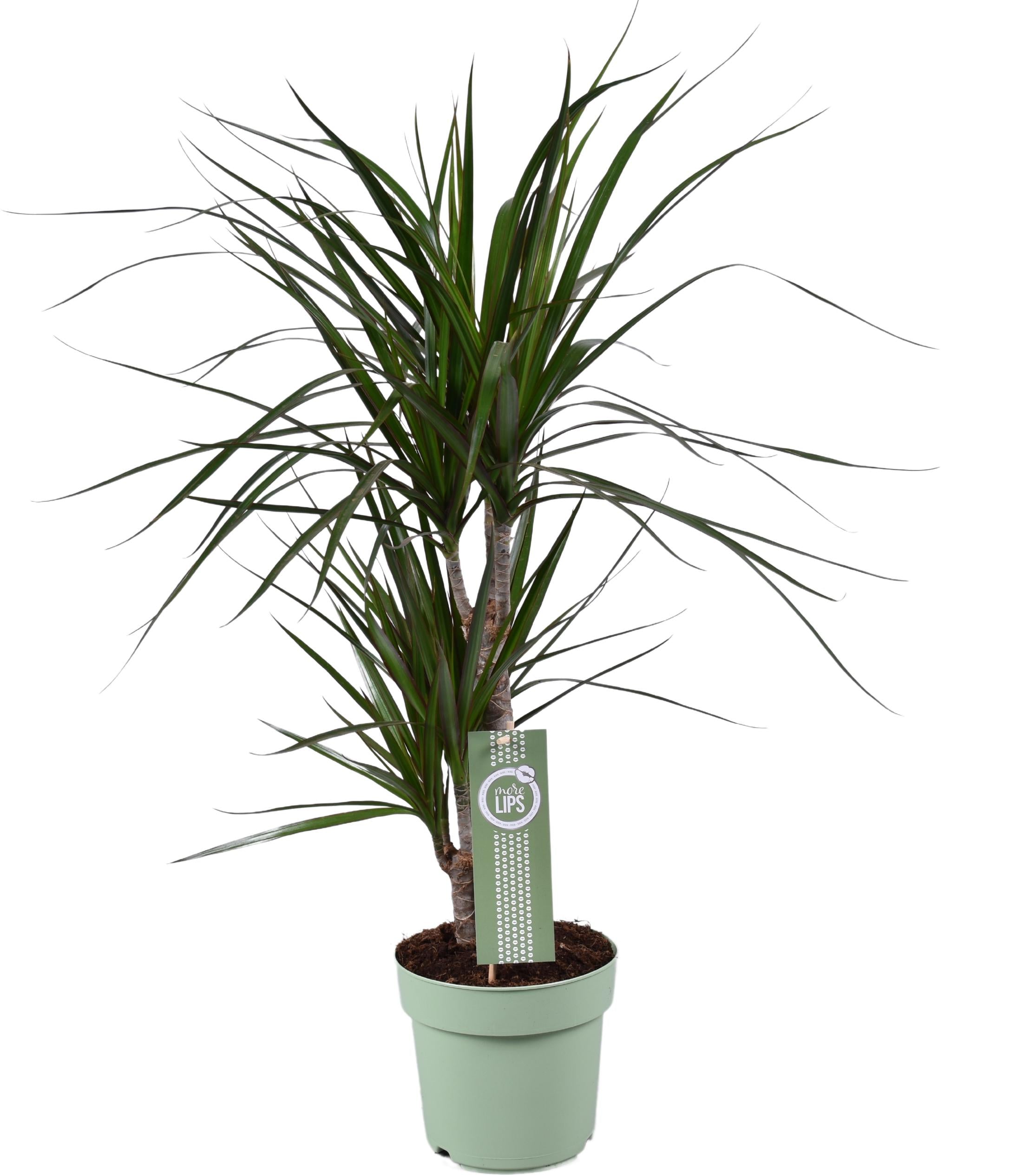 Plante d'intérieur - dracaena marginata 70.0cm