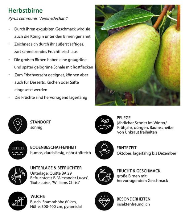 Birnen-Duo 'Vereinsdechant/Williams Christ'