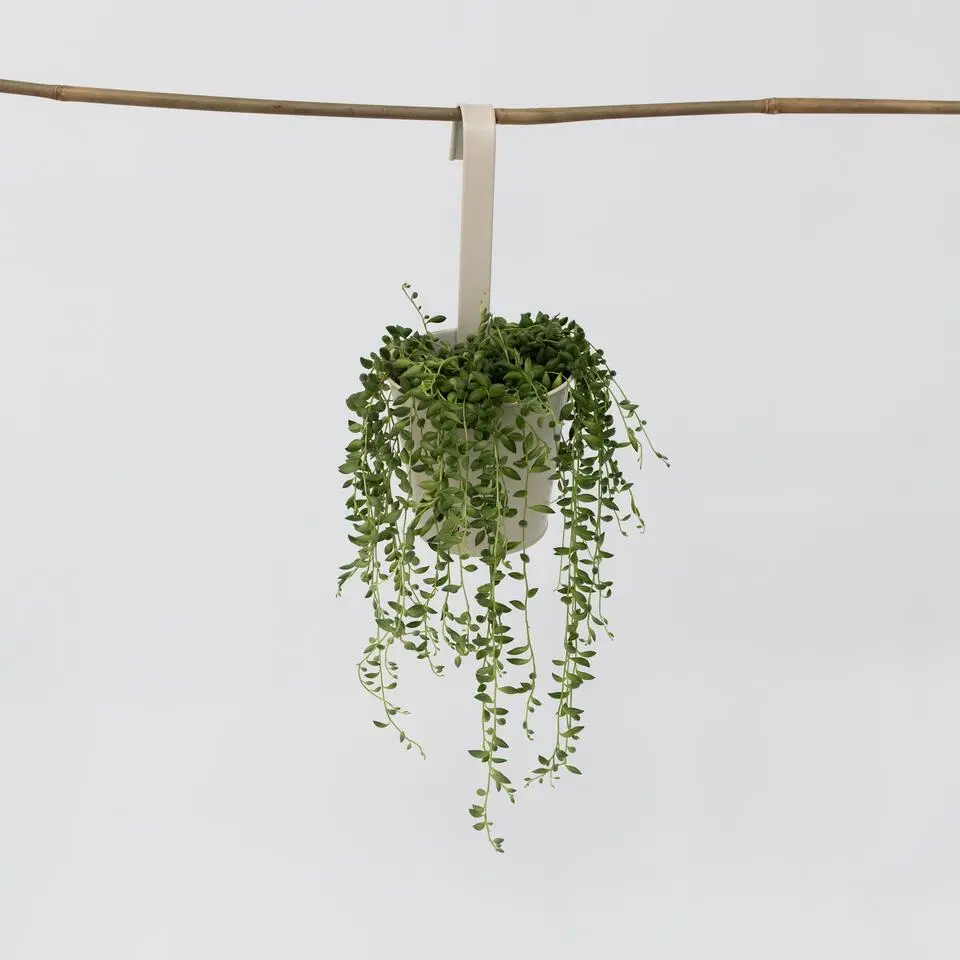 Erwtenplant - Senecio rowleyanus - Hoogte 10-20cm - ⌀12cm