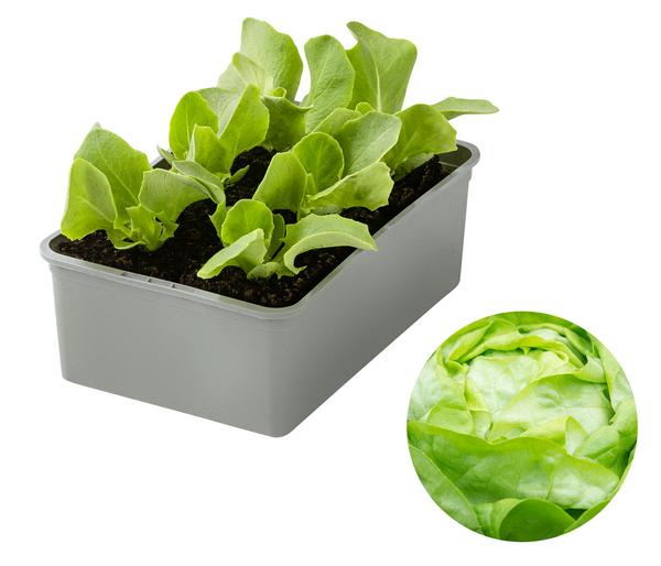 Dehner Gourmet Garten Butterkopfsalat, 6er