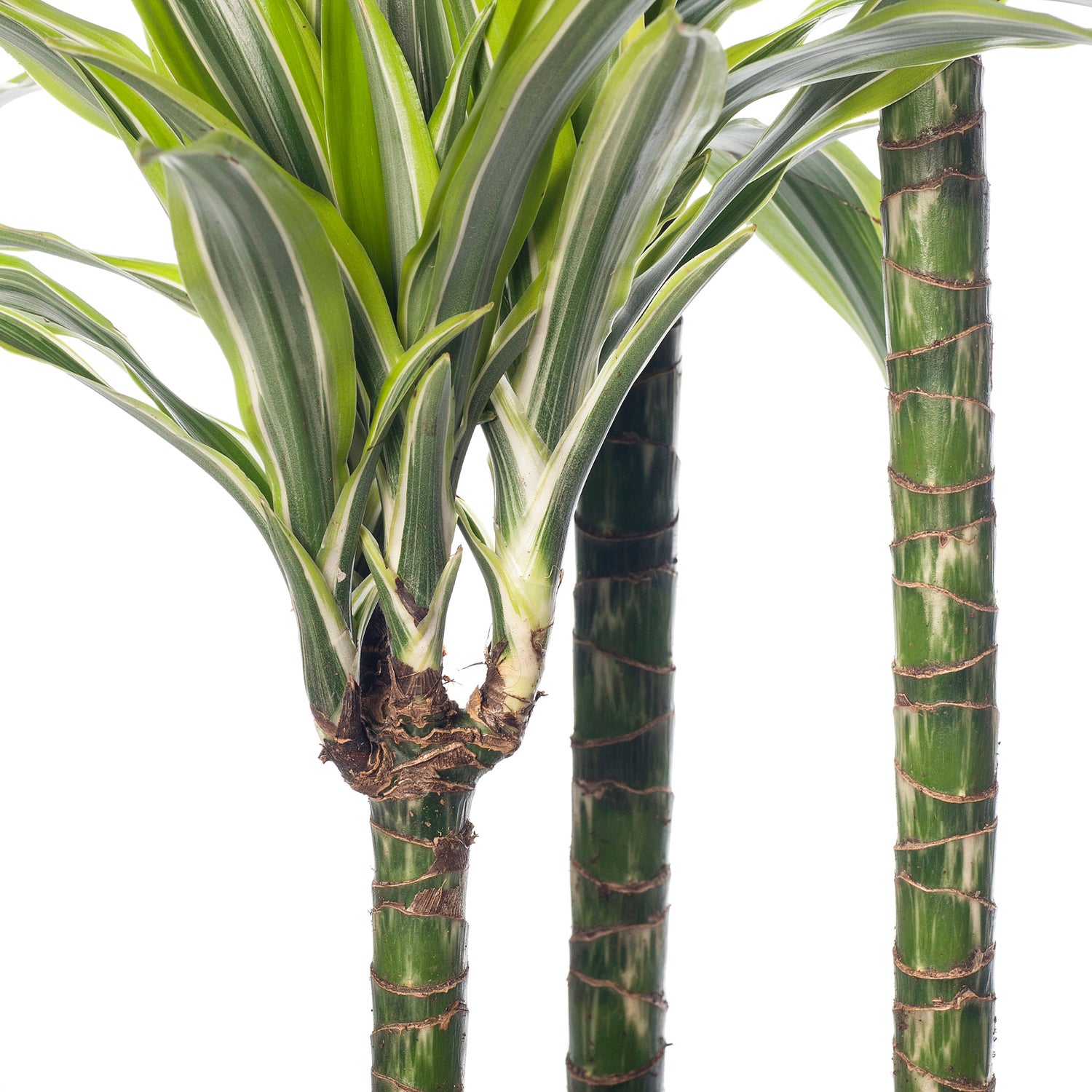 Drakenbloedboom (Dracaena fragrans (D) 'Lemon Lime') D 24 H 140 cm