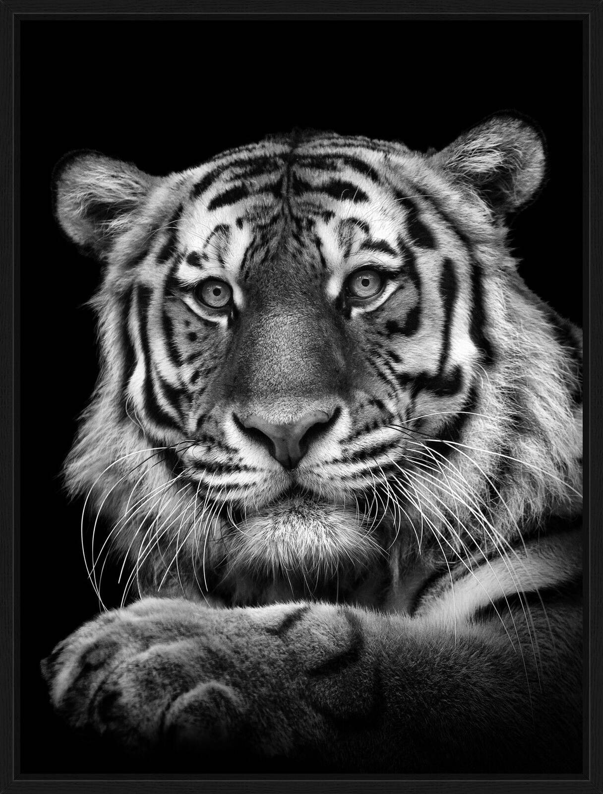 Tiger by Mikhail Kirakosyan - Limited Edition. Edition of: 150. Studio Stamp.