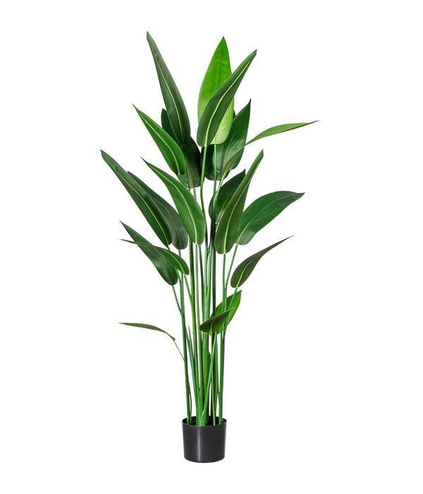CREATIV green Kunstpflanze Wassercanna, ca.