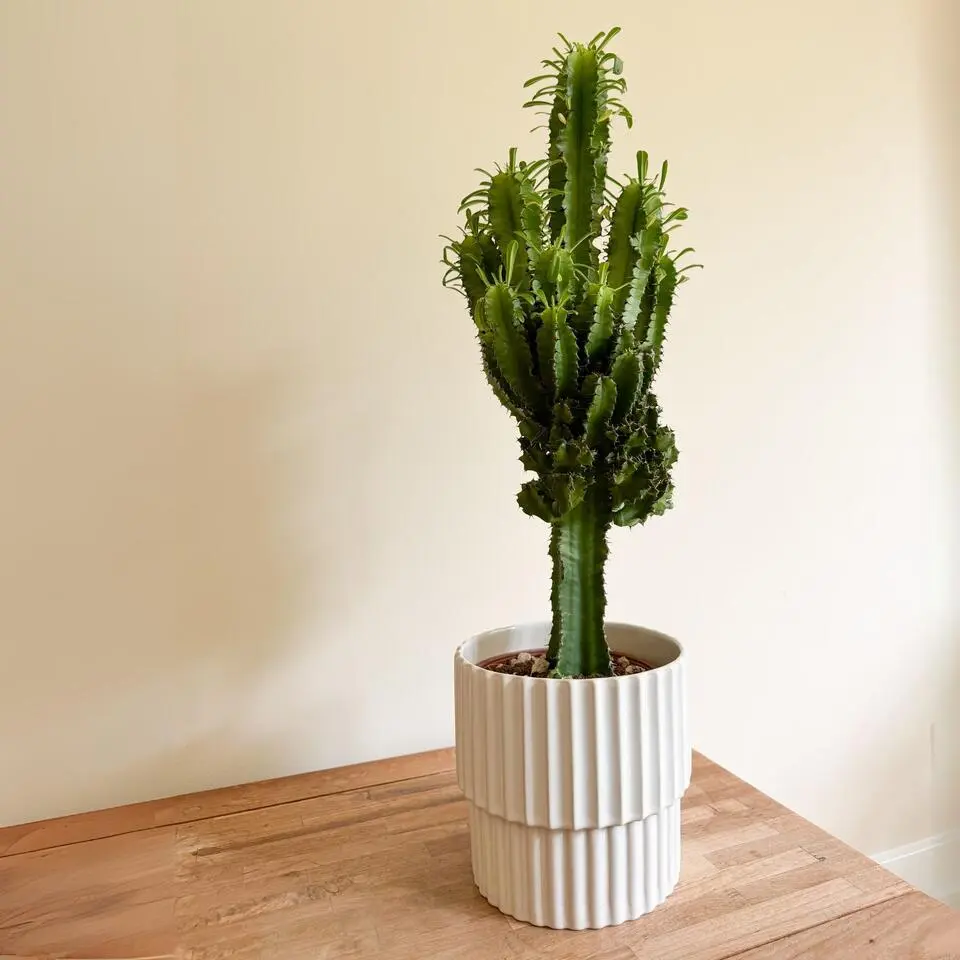 Cowboycactus - Euphorbia ingens - Hoogte 50-60cm - ⌀17cm